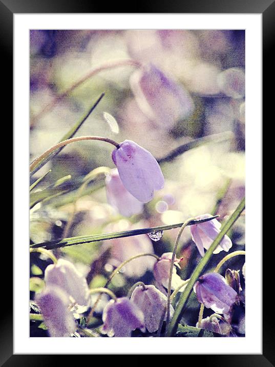Pretty Anemones Framed Mounted Print by Dawn Cox