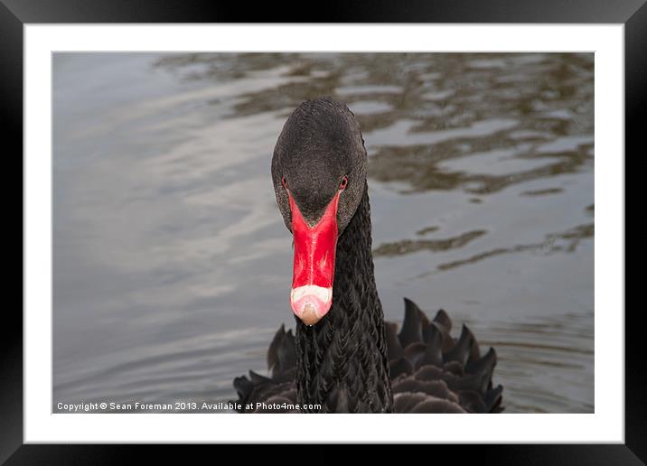 Black Swan Framed Mounted Print by Sean Foreman