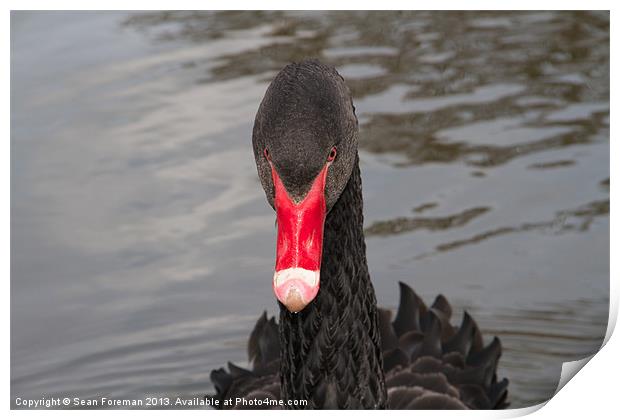 Black Swan Print by Sean Foreman
