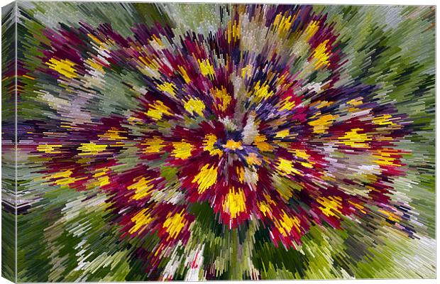 Abstract Primula Canvas Print by Bill Simpson