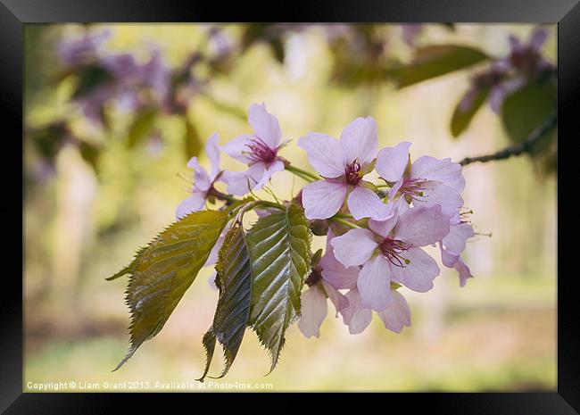 New Spring Sargents Cherry tree leaves and blossom Framed Print by Liam Grant