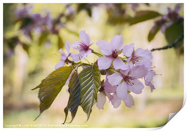 New Spring Sargents Cherry tree leaves and blossom Print by Liam Grant