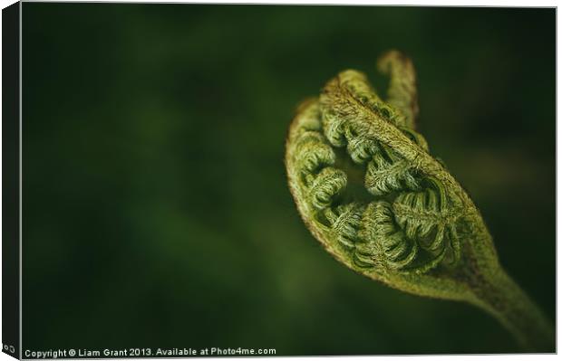 Detail of a young newly formed Fern frond. Norfolk Canvas Print by Liam Grant