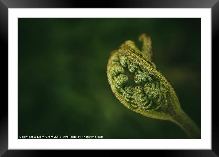 Detail of a young newly formed Fern frond. Norfolk Framed Mounted Print by Liam Grant