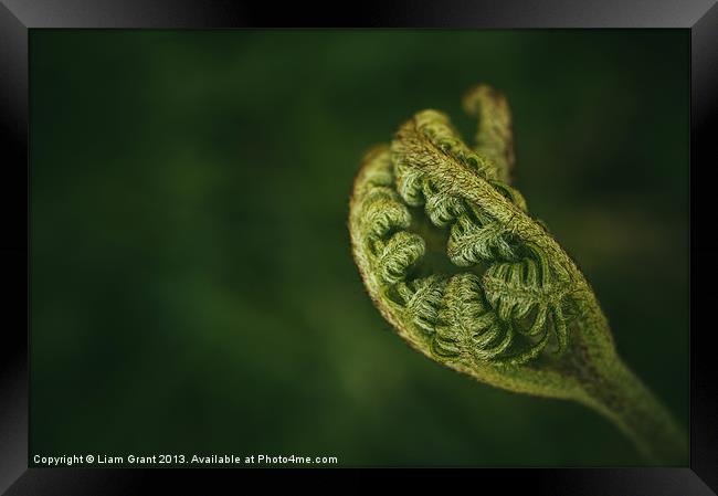 Detail of a young newly formed Fern frond. Norfolk Framed Print by Liam Grant