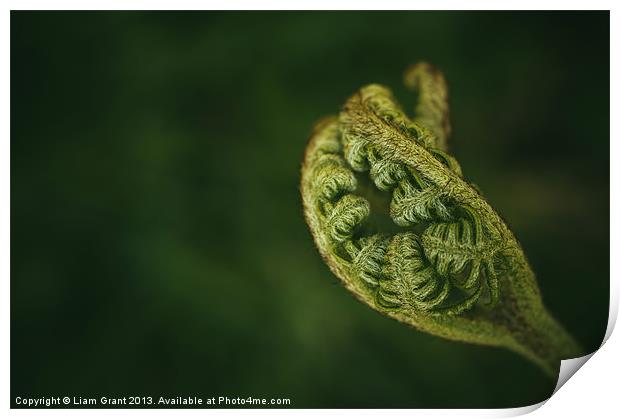 Detail of a young newly formed Fern frond. Norfolk Print by Liam Grant