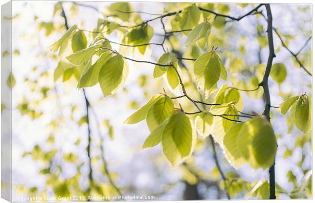 New Spring Beech tree leaves (Fagus sylvatica). No Canvas Print by Liam Grant