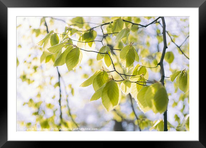 New Spring Beech tree leaves (Fagus sylvatica). No Framed Mounted Print by Liam Grant