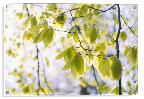 New Spring Beech tree leaves (Fagus sylvatica). No Acrylic by Liam Grant