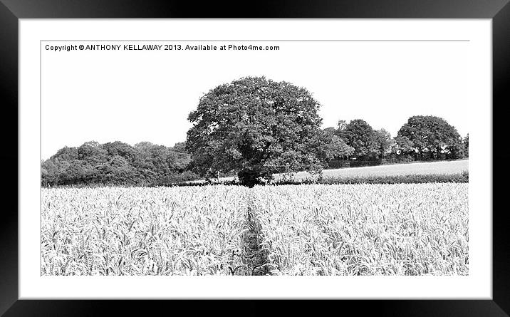 BARLEY FIELDS AND TREE AT CHERITON Framed Mounted Print by Anthony Kellaway