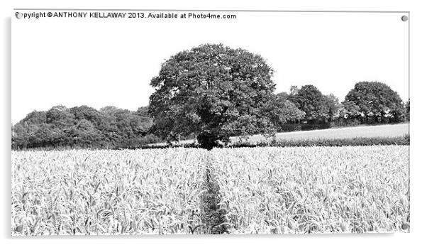 BARLEY FIELDS AND TREE AT CHERITON Acrylic by Anthony Kellaway