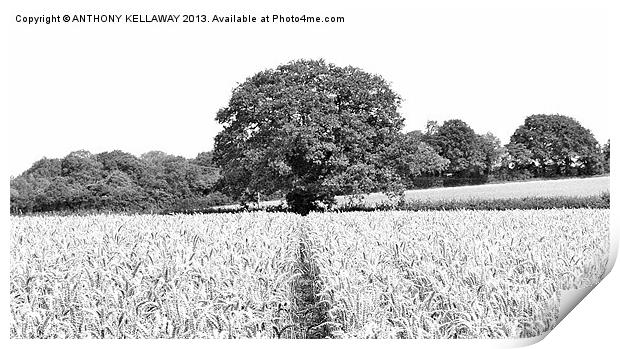 BARLEY FIELDS AND TREE AT CHERITON Print by Anthony Kellaway