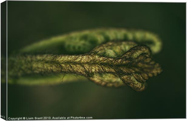 Detail of a young newly formed Fern frond. Norfolk Canvas Print by Liam Grant