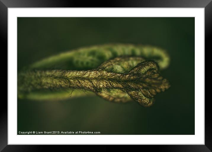 Detail of a young newly formed Fern frond. Norfolk Framed Mounted Print by Liam Grant