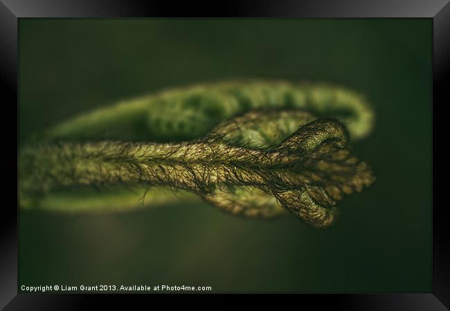 Detail of a young newly formed Fern frond. Norfolk Framed Print by Liam Grant