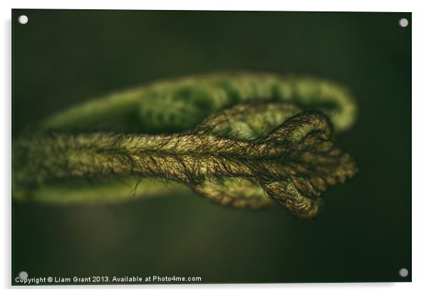 Detail of a young newly formed Fern frond. Norfolk Acrylic by Liam Grant