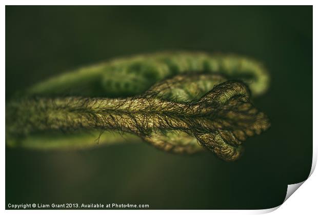 Detail of a young newly formed Fern frond. Norfolk Print by Liam Grant