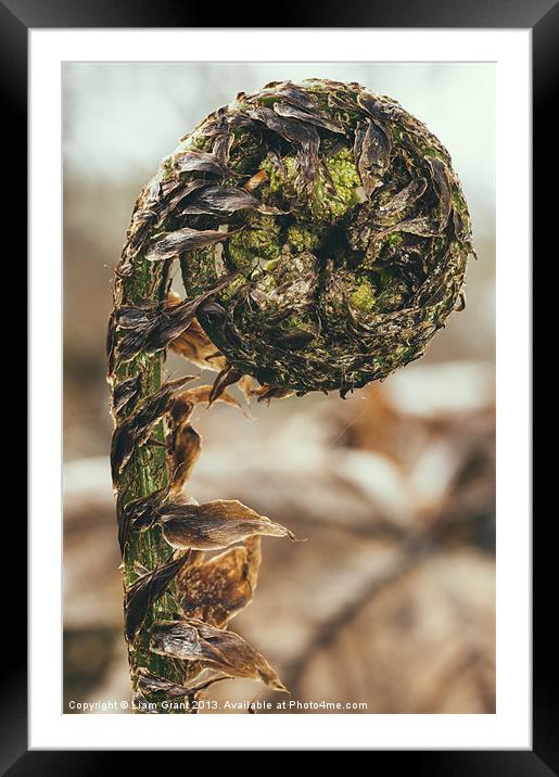 Curled Bracken frond (Pteridium aquilinum) in spri Framed Mounted Print by Liam Grant