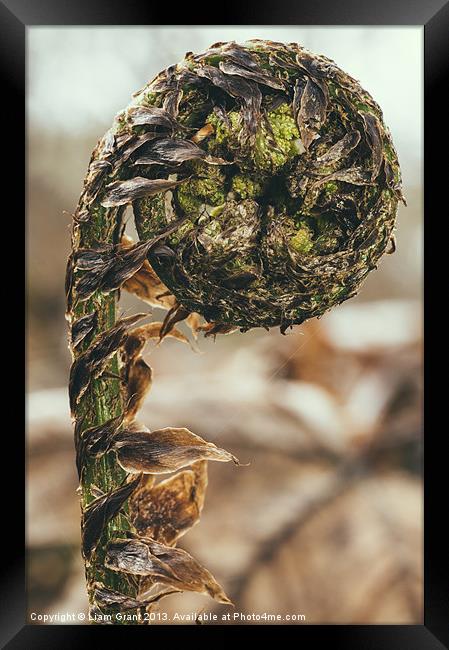 Curled Bracken frond (Pteridium aquilinum) in spri Framed Print by Liam Grant