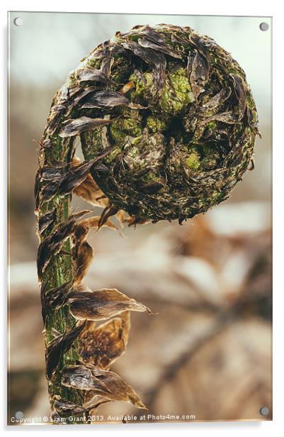 Curled Bracken frond (Pteridium aquilinum) in spri Acrylic by Liam Grant