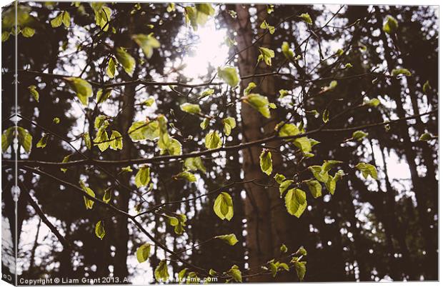 New Spring Beech leaves (Fagus sylvatica). Norfolk Canvas Print by Liam Grant