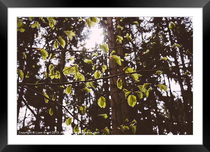 New Spring Beech leaves (Fagus sylvatica). Norfolk Framed Mounted Print by Liam Grant