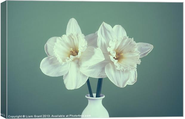 Two white Daffodils (Narcissus) in a vase Canvas Print by Liam Grant