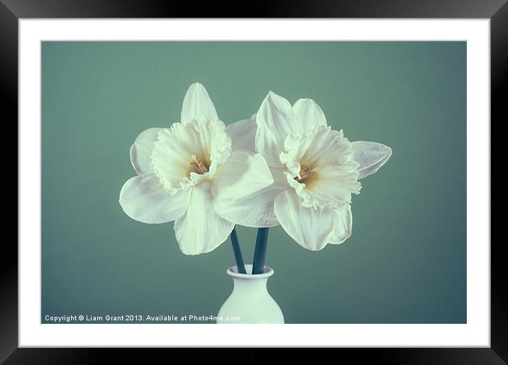 Two white Daffodils (Narcissus) in a vase Framed Mounted Print by Liam Grant