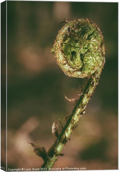 Curled Bracken frond (Pteridium aquilinum) in spri Canvas Print by Liam Grant