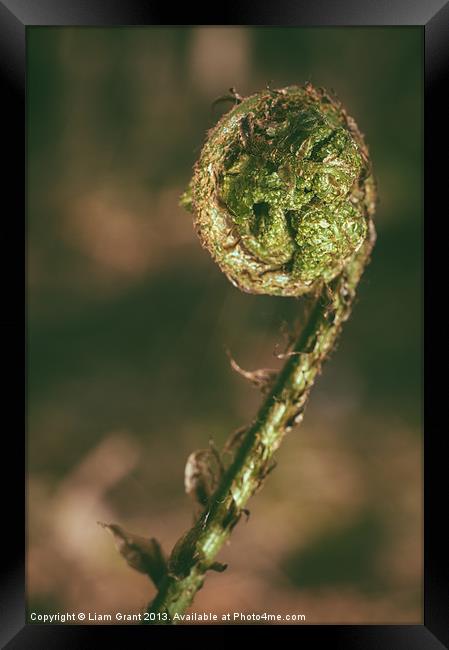 Curled Bracken frond (Pteridium aquilinum) in spri Framed Print by Liam Grant