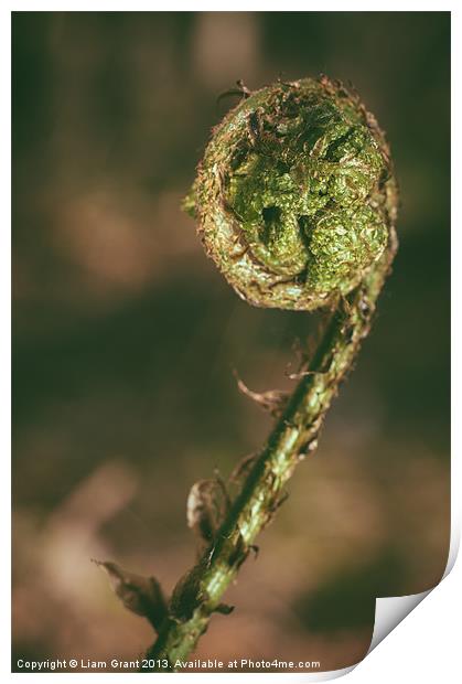 Curled Bracken frond (Pteridium aquilinum) in spri Print by Liam Grant