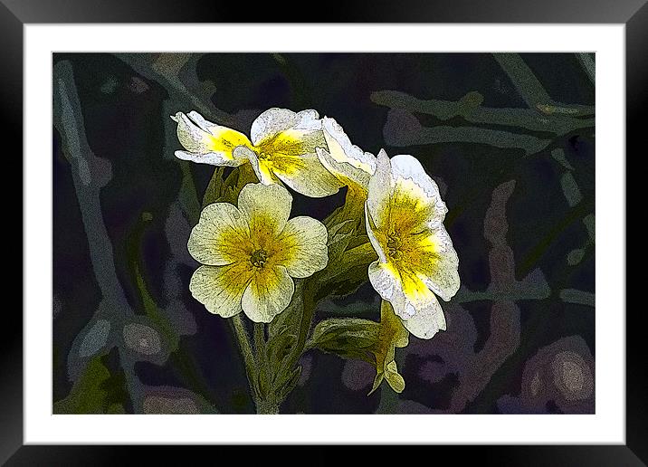 Yellow and White Primula Framed Mounted Print by Bill Simpson