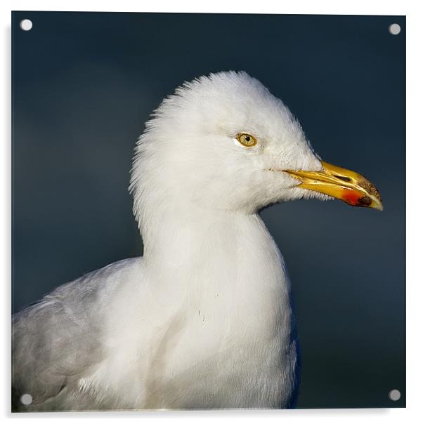 Portrait of a Gull Acrylic by Jennie Franklin