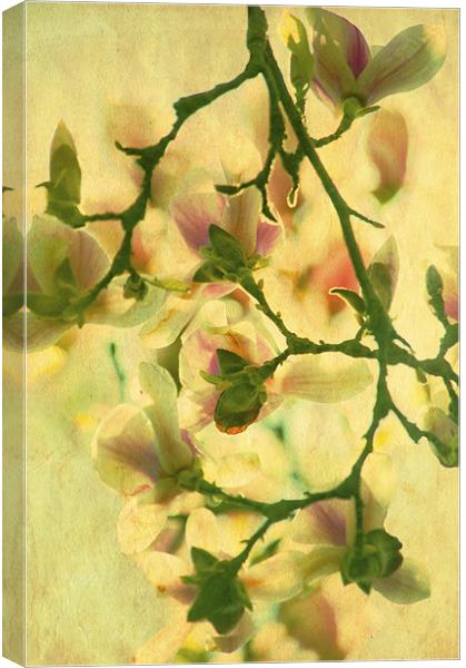 Sunset Magnolia Canvas Print by Dawn Cox