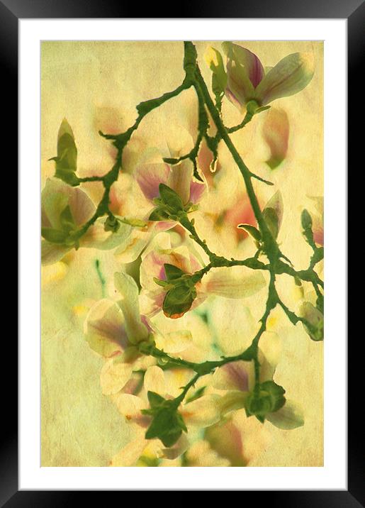 Sunset Magnolia Framed Mounted Print by Dawn Cox