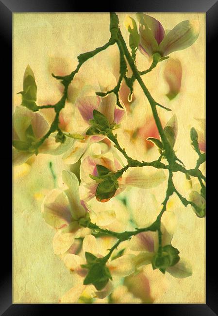 Sunset Magnolia Framed Print by Dawn Cox