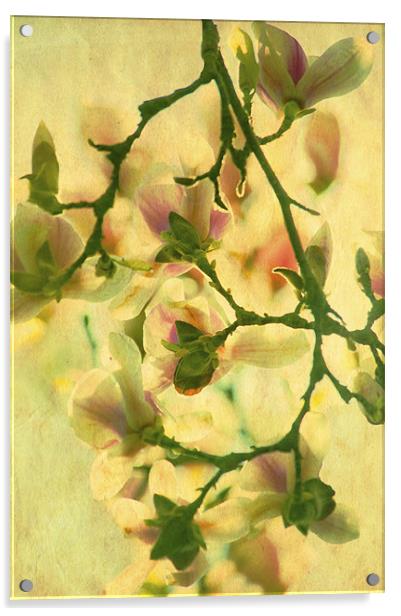 Sunset Magnolia Acrylic by Dawn Cox