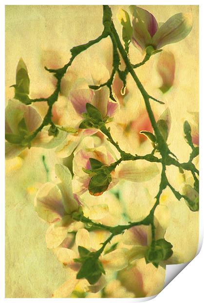 Sunset Magnolia Print by Dawn Cox