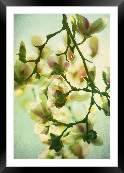 Full Bloom Framed Mounted Print by Dawn Cox