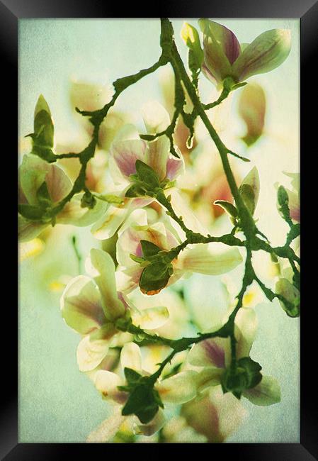 Full Bloom Framed Print by Dawn Cox