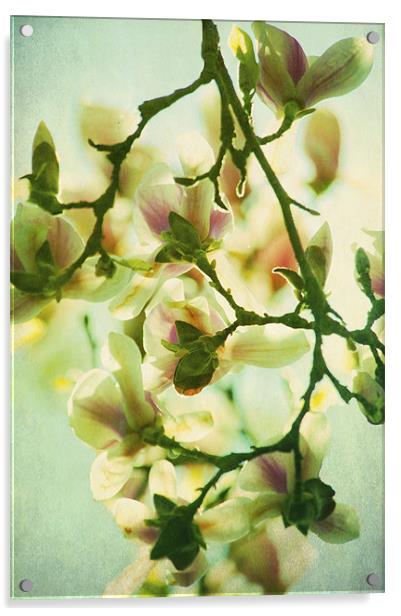 Full Bloom Acrylic by Dawn Cox