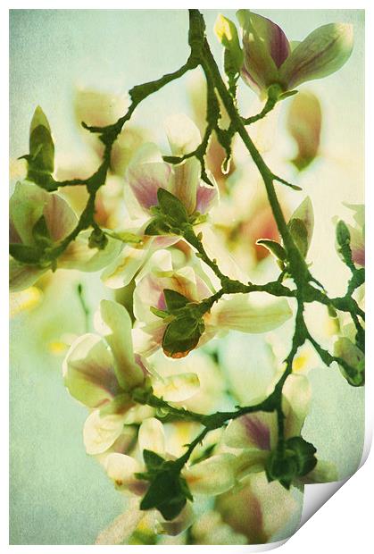 Full Bloom Print by Dawn Cox