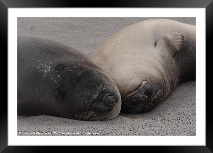 Elephant Seals in Falkland islands Framed Mounted Print by Chris Barker