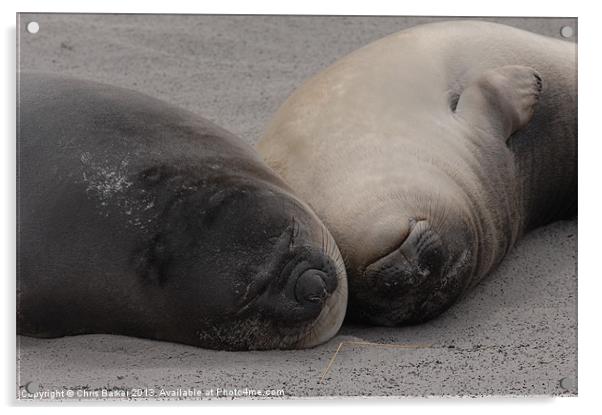 Elephant Seals in Falkland islands Acrylic by Chris Barker