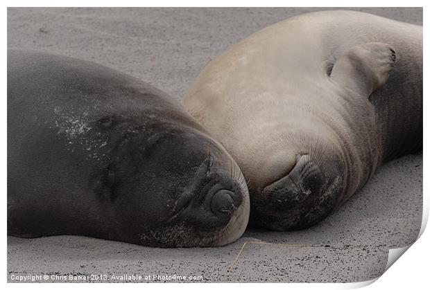 Elephant Seals in Falkland islands Print by Chris Barker