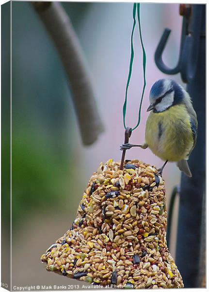 Blue Tit Canvas Print by Mark  F Banks
