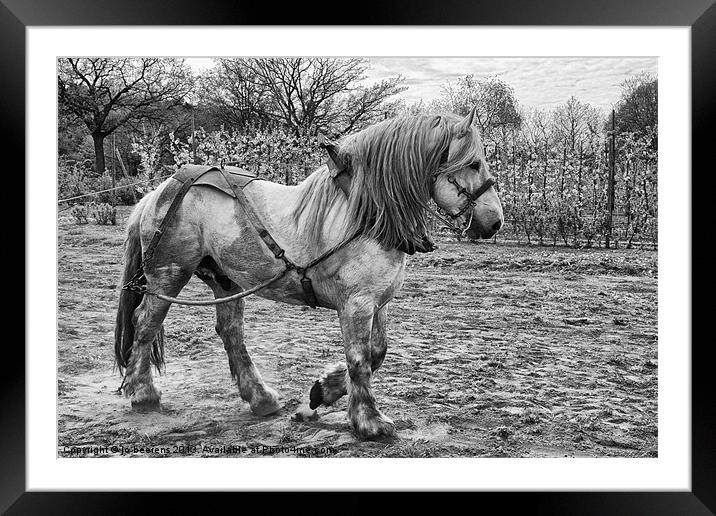 Belgian Heavy Horse Framed Mounted Print by Jo Beerens