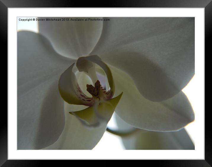 Orchid Kiss Framed Mounted Print by Darren Whitehead