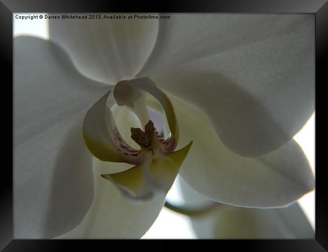 Orchid Kiss Framed Print by Darren Whitehead