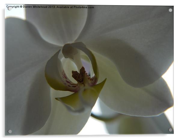 Orchid Kiss Acrylic by Darren Whitehead